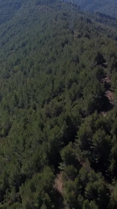 Aerial dense pine forest covering mountain slopes to distant horizon Stock Footage 343992582