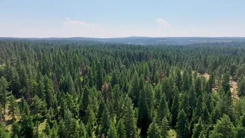 Aerial Dense Pine Forest Idaho Panhandle Vast Evergreen Trees Summer Blue Sky Stock Footage 335483078