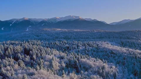 Aerial dense snow-covered pine forest with mountain range Stock Footage 340076832