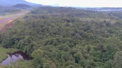 Aerial dense tropical forest canopy distant runway 4k Stock Footage 336717916
