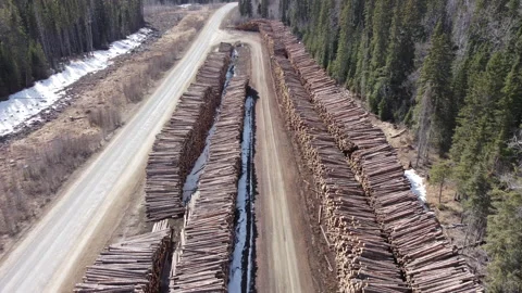 Aerial descend over rows of logs in forest Stock Footage 151784821