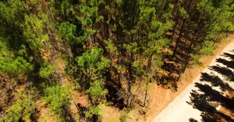 Aerial of descending into pine forest Video stock 84937424