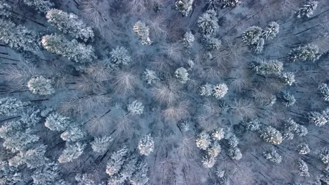Aerial descending top down view of forest in the winter time while snowing Stock Footage 232061047