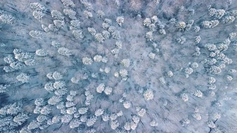 Aerial descending top down view of forest in the winter time while snowing Stock Footage 232061081