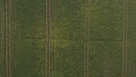 Aerial descending top down view rapeseed yellow flowers agricultural field Vídeos de archivo 251052955