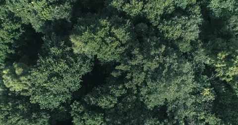 Aerial descending turning view of tree tops in a forest in summer Stock Footage 78879490