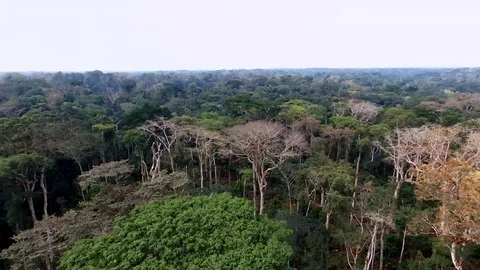 Aerial descent from canopy to forest ground Stock Footage 80318495