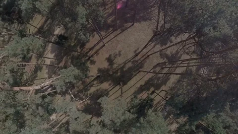 Aerial descent down through pine trees Stock Footage 118253020
