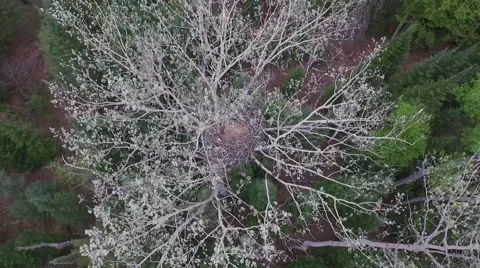 Aerial descent over empty bald eagles nest in beautiful tree Video stock 56063788