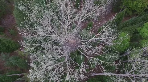 Aerial descent over empty bald eagles nest in beautiful tree Stock Footage 56063793