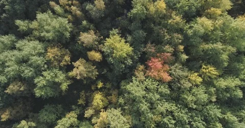 Aerial descent top view flight over autumn trees in forest in september Stock Footage 80806922