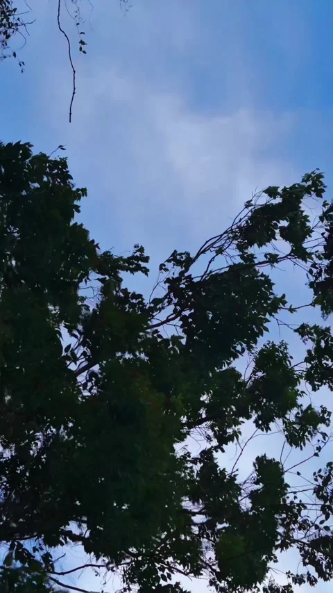 Aerial Descent Toward Tree with Optical Effect Stock Footage 320537928