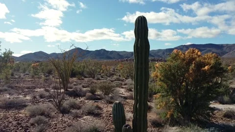 Aerial of desert cactus Stock Footage 300134487