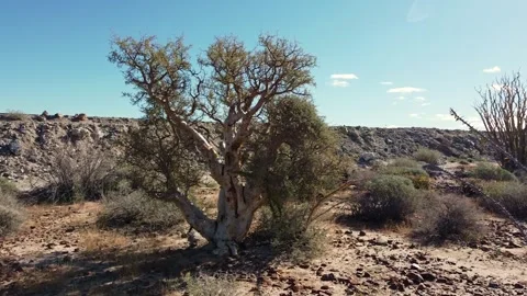 Aerial of Desert tree Stock Footage 300134907
