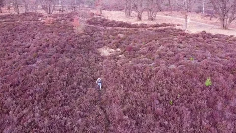 Aerial of a determined young man trail runner sprinting uphill through the Stock Footage 334339286