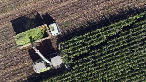 Aerial diagonal pattern: Forage harvester shreds corn crop in field Stock Footage 304048781