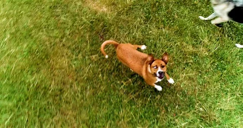 Aerial of Dog Playing Stock Footage