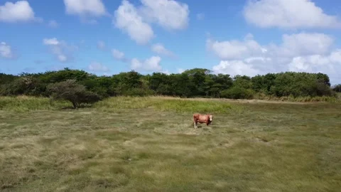 Aerial Dolly Camera Shot | Fly By on Cattle on Field in Caribbean Stock Footage 142242990