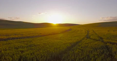 Aerial dolly view of flying over a wheat field sunset evening Stock Footage