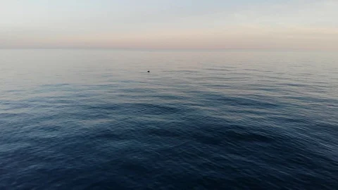 Aerial: Dolphin Rising Out Of The Water ... | Stock Video | Pond5