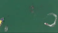 Aerial Of Dolphins In The Ocean In The Coromandel Peninsula Stock Footage