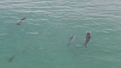 Aerial Dolphins Playing at the Beach Video stock 158981392