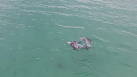 Aerial Dolphins Playing at the Beach Stock Footage 158981430