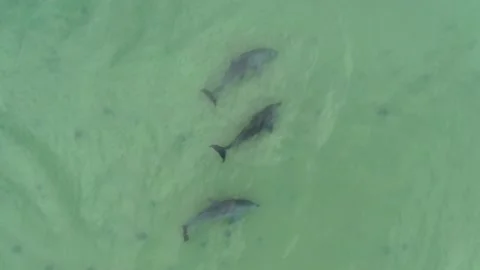 Aerial Dolphins Playing at the Beach Stock Footage 158981509