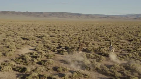 Aerial: Donkeys galloping in the desert at sunset. Nevada, USA Stock Footage 112302996