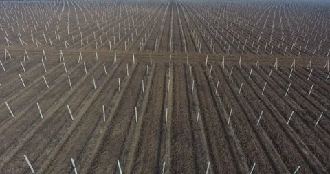 Aerial Dormant Vineyard Rows Winter – Agricultural Geometry Landscape Stock Footage 334082180