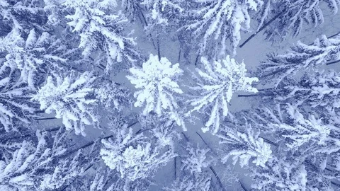 Aerial down up camera zoom video of beautiful blue winter pine snow covered Video stock 103492111