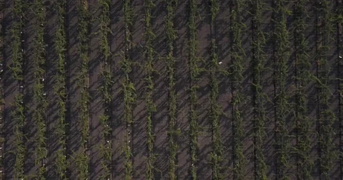 Aerial Down Drop Field of grapevines and Wine production in California Vídeo Stock 135865210