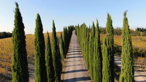 Aerial down road lined with Cypress Trees along Tuscan driveway in Tuscany Italy Stock Footage 104185225