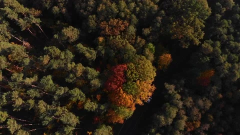 Aerial down shot on car on road through fall/ autumn forest Stock Footage 135529063