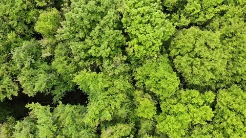 Aerial down to top of dense green forest Stock Footage 109175440