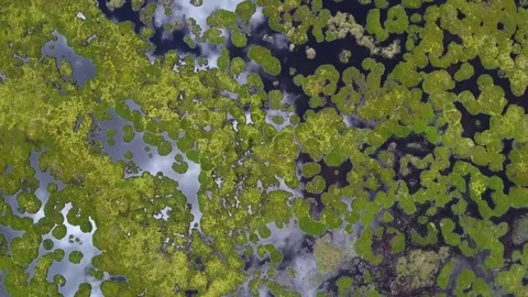 Aerial down view on on Swamp, lilies, lake and pond. Stock Footage 75950341