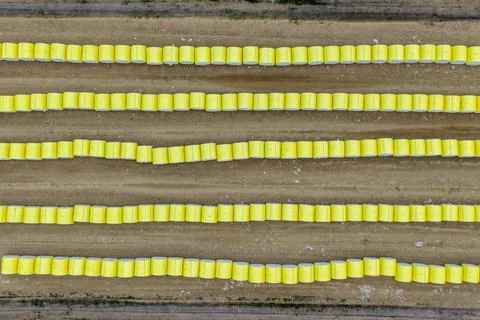 Aerial downward view of rows of wrapped round cotton modules 写真素材