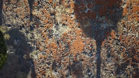 Aerial of dragon's blood tree forest. Firmihin Dragon's Blood Tree Forest, .. Stock Footage 333389498