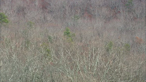 Aerial of dried forest trees, Flight Revealing Trees In Franklin D. Roosevelt Stock Footage 109142484