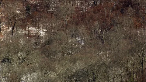 Aerial of dried forest trees, Trees in snowy landscape, North Carolina Stock Footage 109140668