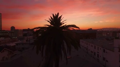 Aerial Drift around a Palm Tree at Sunset Stock Footage 71352697