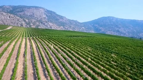 Aerial drift over beautiful vineyard near Osoyoos British Columbia Stock Footage