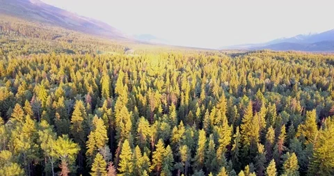Aerial drift over forest during sunset Stockbeeldmateriaal 92708789