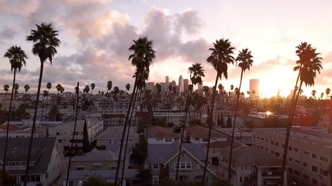 Aerial Drift past Row of Palm Trees in front of Los Angeles Stock Footage