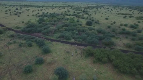 Aerial Dron Shot of Group of Zebras walking and running. Stock Footage