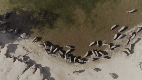 Aerial dron top-down Iberian pigs in muddy arid pond Stock Footage 130054396