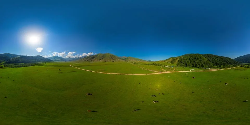 Aerial Drone 360 Degree Equirectangular Panorama of Cattle Herd in Vast Green Stockfoto's