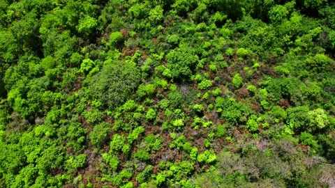 Aerial drone 4K vertical view in mountain narrow path surrounded by forest trees 스톡 동영상 241177282