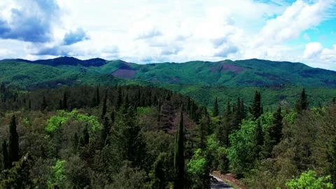 Aerial drone 4k view of forest landing drone between trees in a bloom spring Stock Footage 241353283