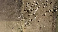 Aerial Drone 4K View Of Herd Of Sheep Grazing In A Meadow Stock Footage